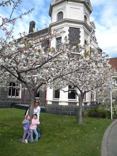 Cheery Blossoms outside the Christchurch Train Station