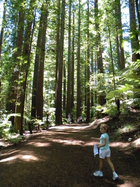 Redwood Forest - Rotorua