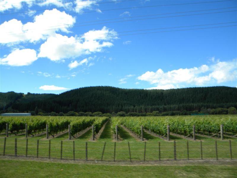 Hawke Bay wine district