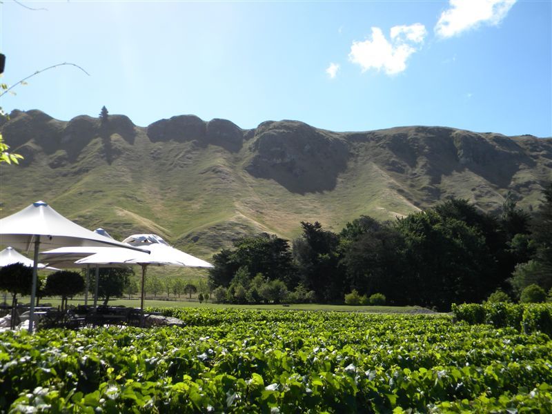 Craggy Range Vineyard